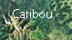 Caribou